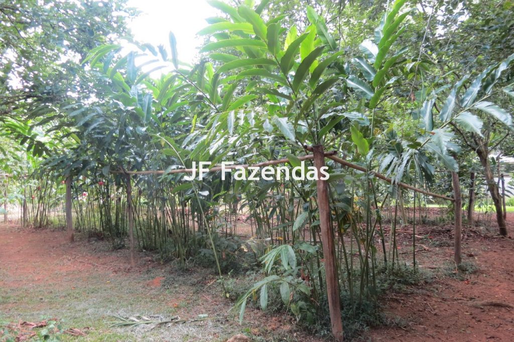 Sítio em Matias Barbosa- MG – 27.3 hectares Sítio em Matias Barbosa- MG – 27.3 hectares