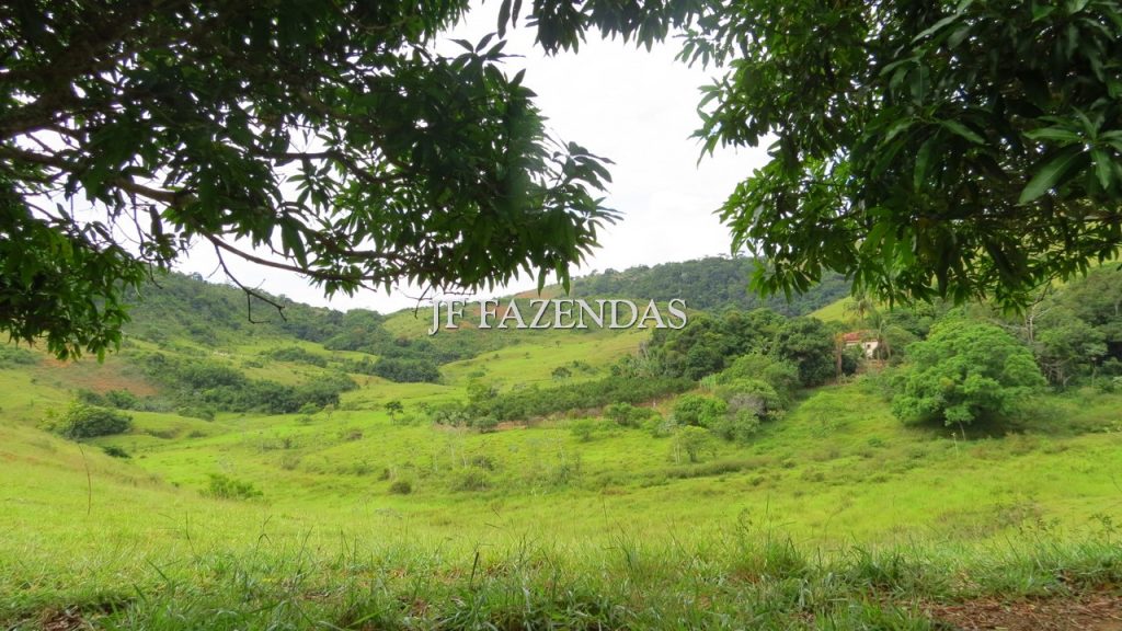 Fazenda em São João Nepomuceno – MG – 302 hectares Fazenda em São João Nepomuceno – MG – 302 hectares