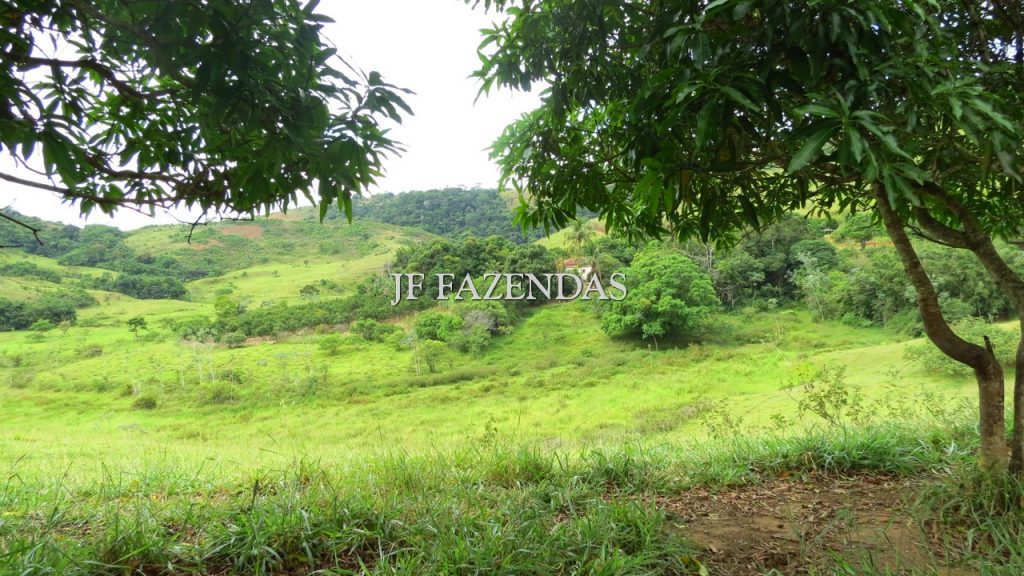 Fazenda em São João Nepomuceno – MG – 302 hectares Fazenda em São João Nepomuceno – MG – 302 hectares