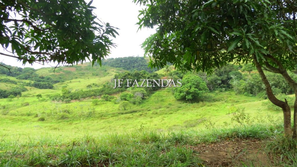 Fazenda em São João Nepomuceno – MG – 302 hectares Fazenda em São João Nepomuceno – MG – 302 hectares