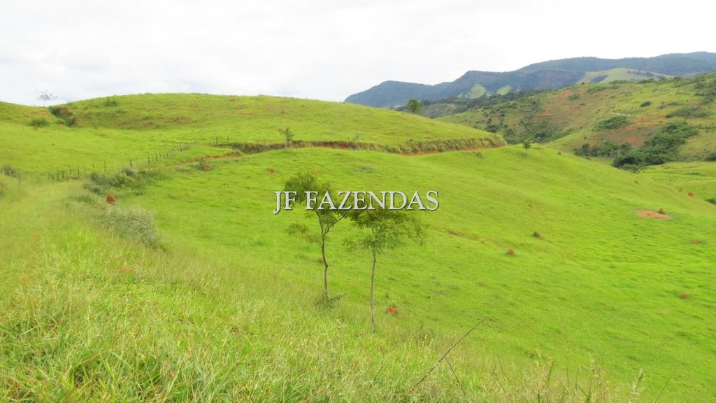 Fazenda em São João Nepomuceno – MG – 302 hectares Fazenda em São João Nepomuceno – MG – 302 hectares