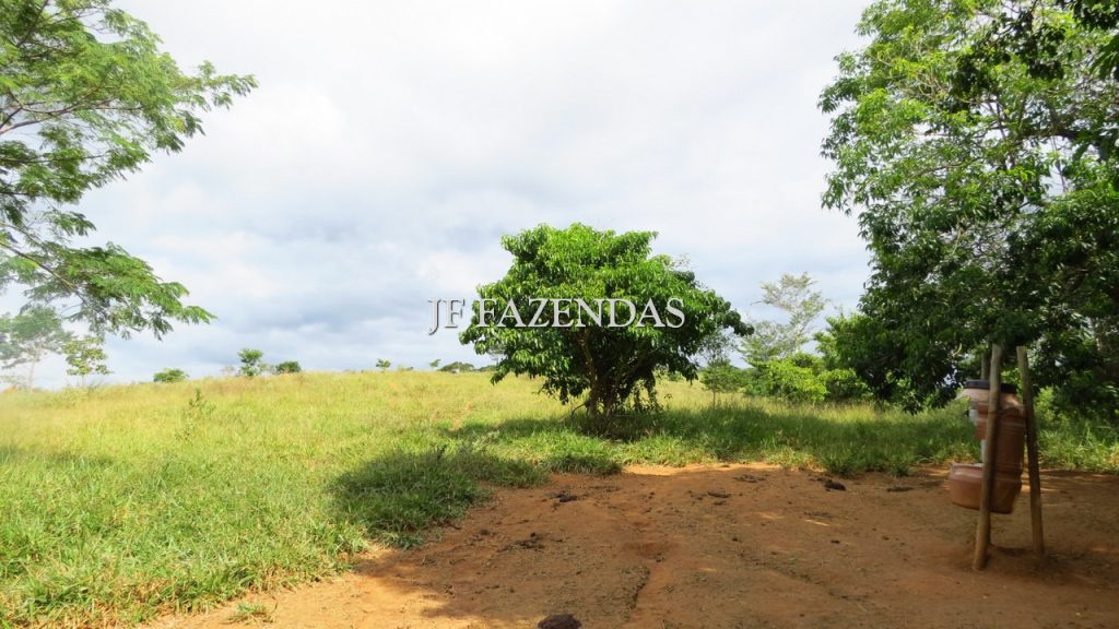 Fazenda em São João Nepomuceno – MG – 302 hectares Fazenda em São João Nepomuceno – MG – 302 hectares