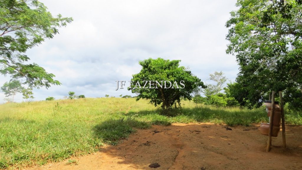 Fazenda em São João Nepomuceno – MG – 302 hectares Fazenda em São João Nepomuceno – MG – 302 hectares