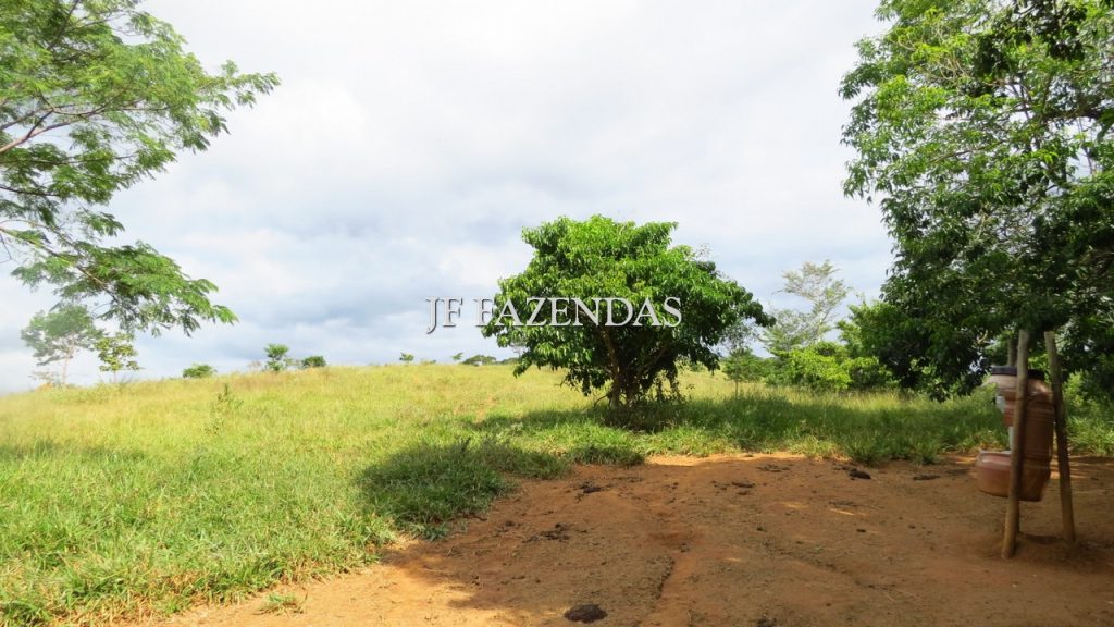 Fazenda em São João Nepomuceno – MG – 302 hectares Fazenda em São João Nepomuceno – MG – 302 hectares