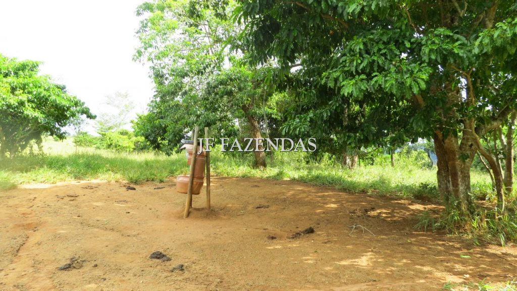 Fazenda em São João Nepomuceno – MG – 302 hectares Fazenda em São João Nepomuceno – MG – 302 hectares