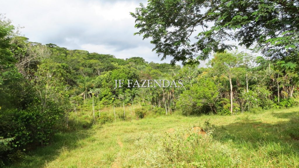 Fazenda em São João Nepomuceno – MG – 302 hectares Fazenda em São João Nepomuceno – MG – 302 hectares