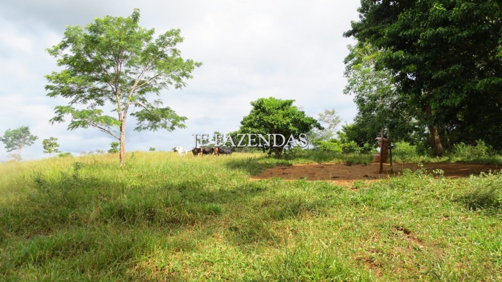 Fazenda em São João Nepomuceno – MG – 302 hectares Fazenda em São João Nepomuceno – MG – 302 hectares