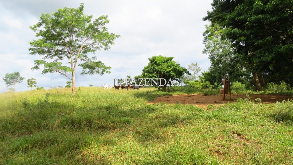 Fazenda em São João Nepomuceno – MG – 302 hectares Fazenda em São João Nepomuceno – MG – 302 hectares