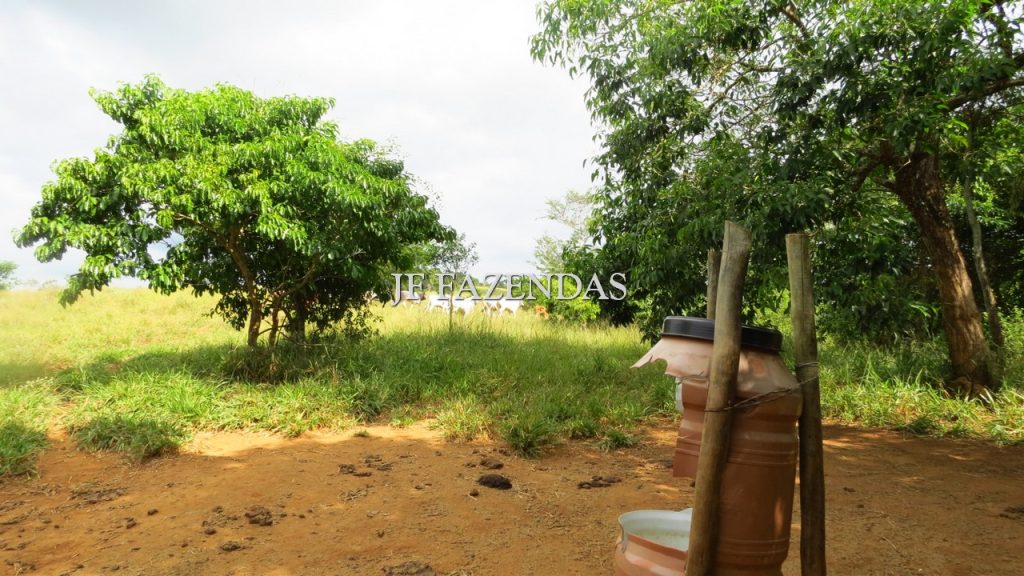 Fazenda em São João Nepomuceno – MG – 302 hectares Fazenda em São João Nepomuceno – MG – 302 hectares