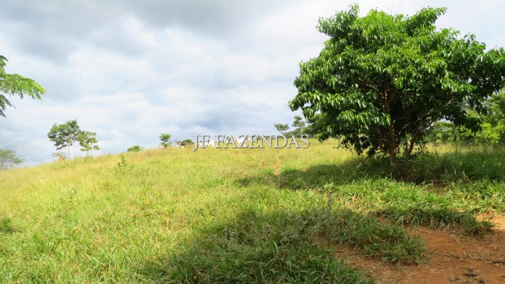 Fazenda em São João Nepomuceno – MG – 302 hectares Fazenda em São João Nepomuceno – MG – 302 hectares