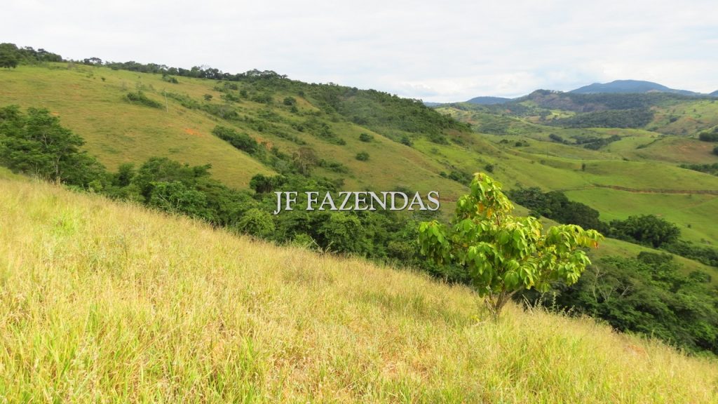 Fazenda em São João Nepomuceno – MG – 302 hectares Fazenda em São João Nepomuceno – MG – 302 hectares