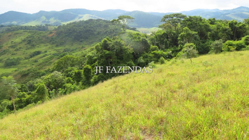 Fazenda em São João Nepomuceno – MG – 302 hectares Fazenda em São João Nepomuceno – MG – 302 hectares