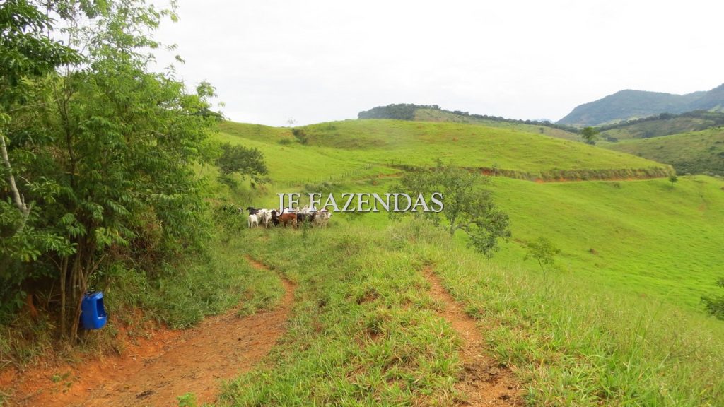 Fazenda em São João Nepomuceno – MG – 302 hectares Fazenda em São João Nepomuceno – MG – 302 hectares