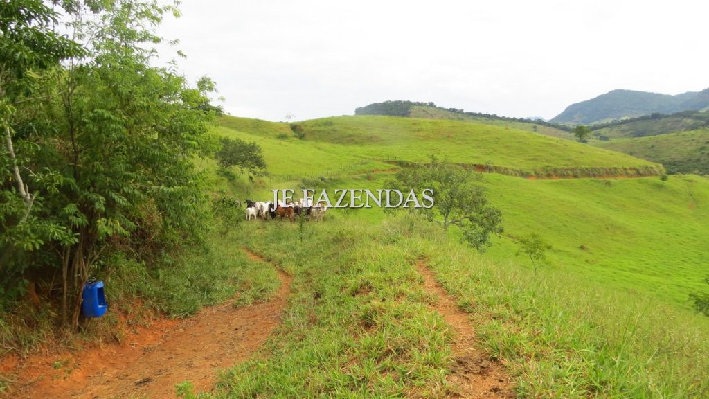 Fazenda em São João Nepomuceno – MG – 302 hectares Fazenda em São João Nepomuceno – MG – 302 hectares
