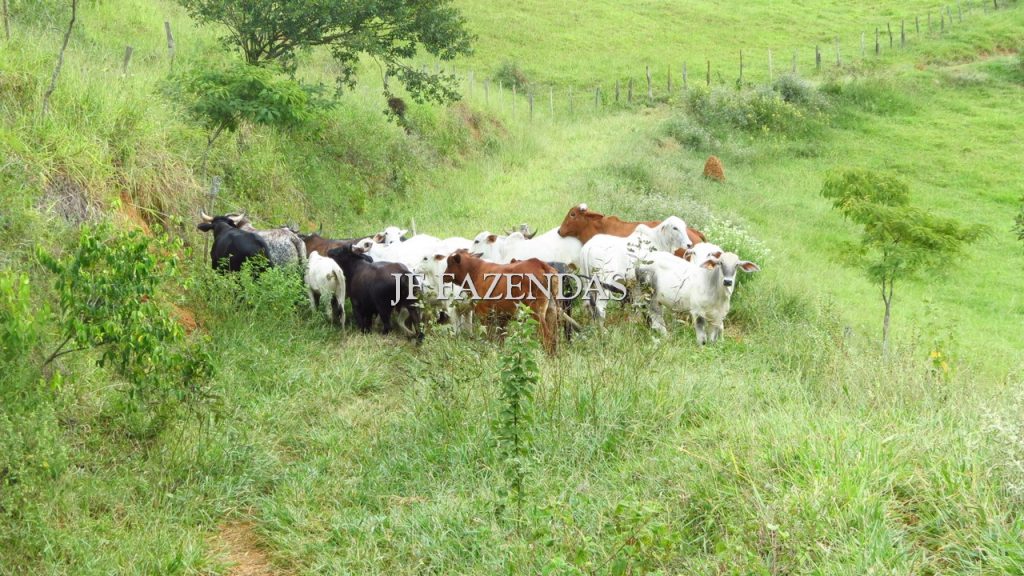 Fazenda em São João Nepomuceno – MG – 302 hectares Fazenda em São João Nepomuceno – MG – 302 hectares