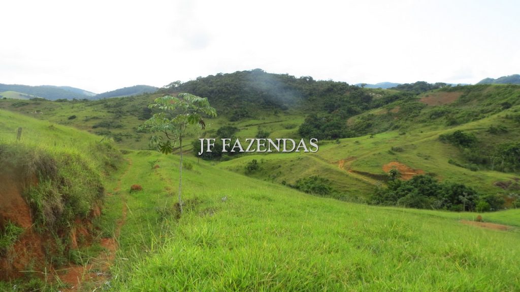 Fazenda em São João Nepomuceno – MG – 302 hectares Fazenda em São João Nepomuceno – MG – 302 hectares