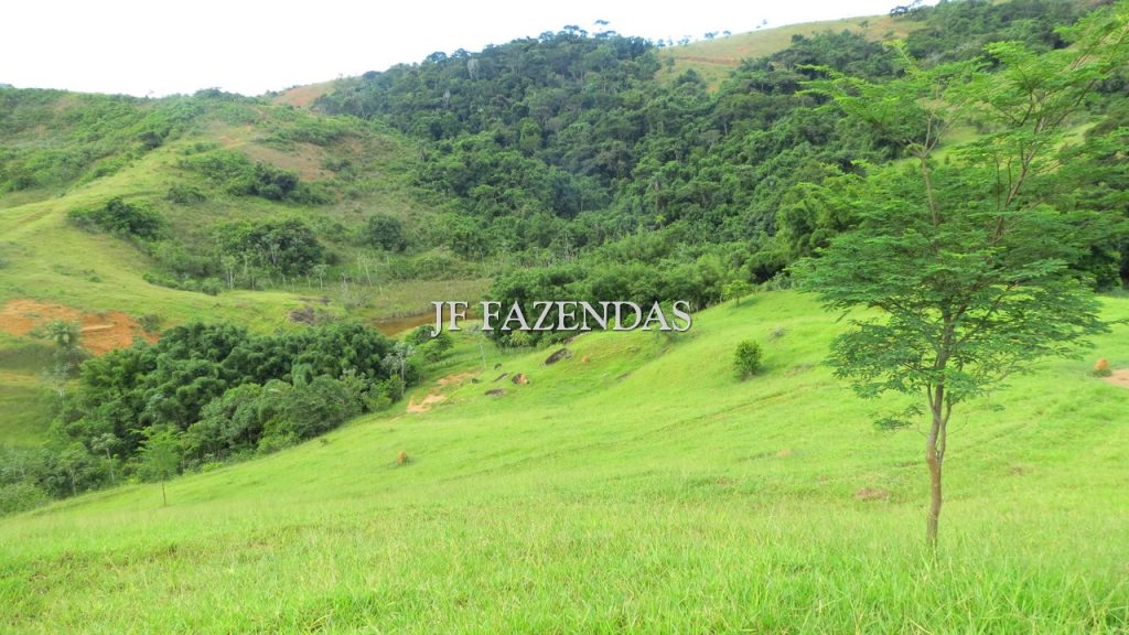Fazenda em São João Nepomuceno – MG – 302 hectares Fazenda em São João Nepomuceno – MG – 302 hectares