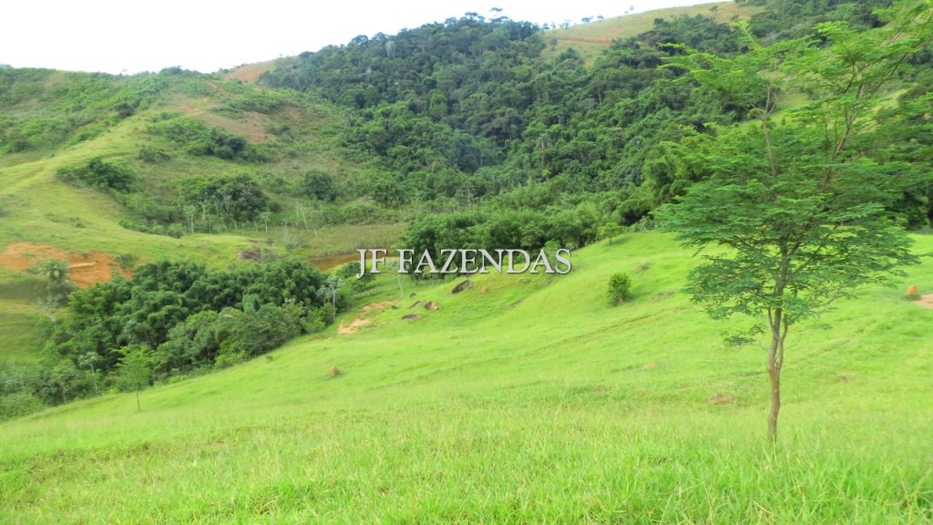 Fazenda em São João Nepomuceno – MG – 302 hectares Fazenda em São João Nepomuceno – MG – 302 hectares