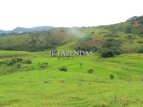 Fazenda em São João Nepomuceno – MG – 302 hectares