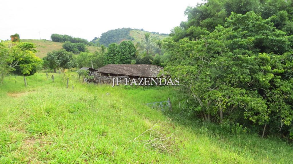 Fazenda em São João Nepomuceno – MG – 302 hectares Fazenda em São João Nepomuceno – MG – 302 hectares