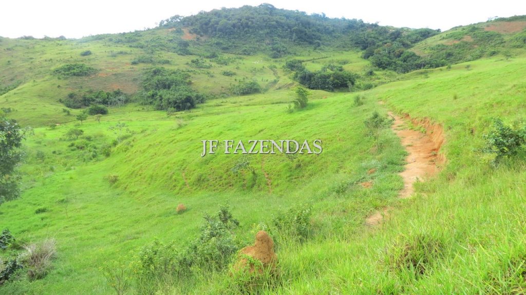 Fazenda em São João Nepomuceno – MG – 302 hectares Fazenda em São João Nepomuceno – MG – 302 hectares