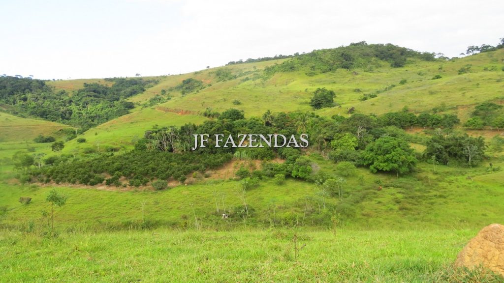 Fazenda em São João Nepomuceno – MG – 302 hectares Fazenda em São João Nepomuceno – MG – 302 hectares
