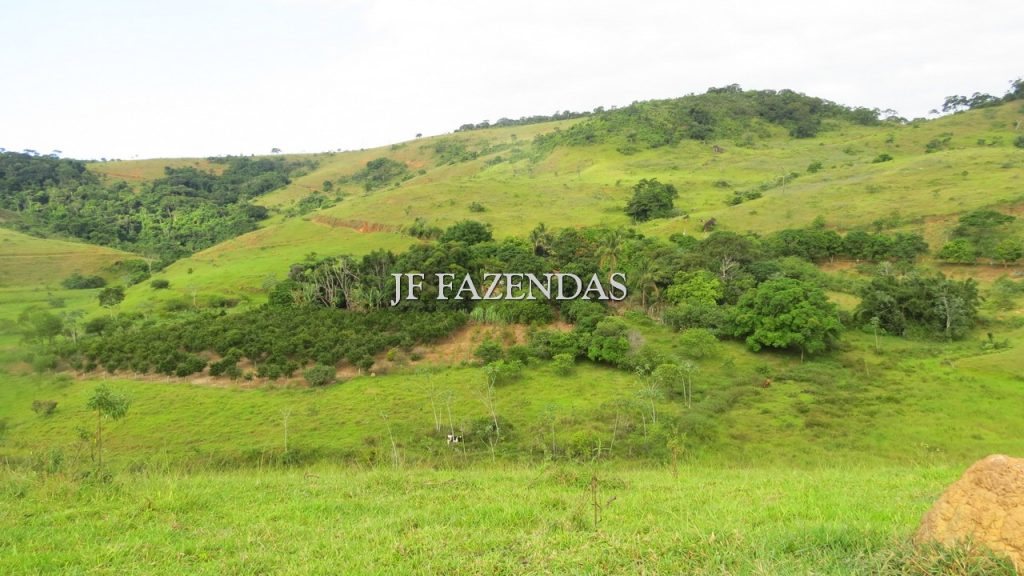 Fazenda em São João Nepomuceno – MG – 302 hectares Fazenda em São João Nepomuceno – MG – 302 hectares