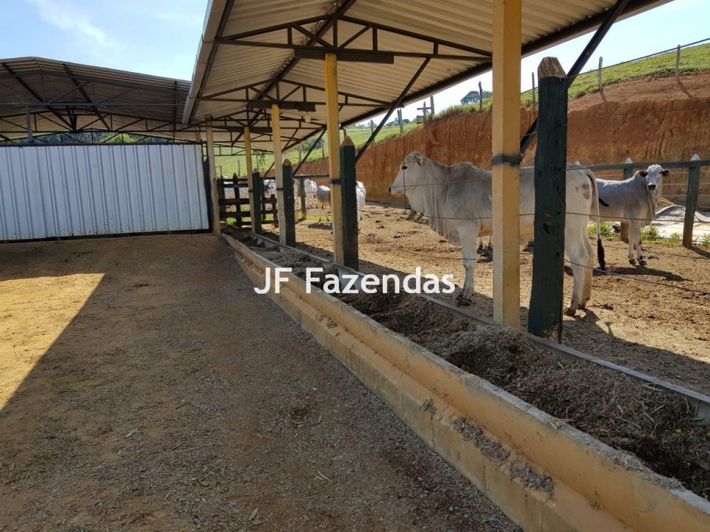 Sítio em Rio Novo – MG 31 hectares Sítio em Rio Novo – MG 31 hectares