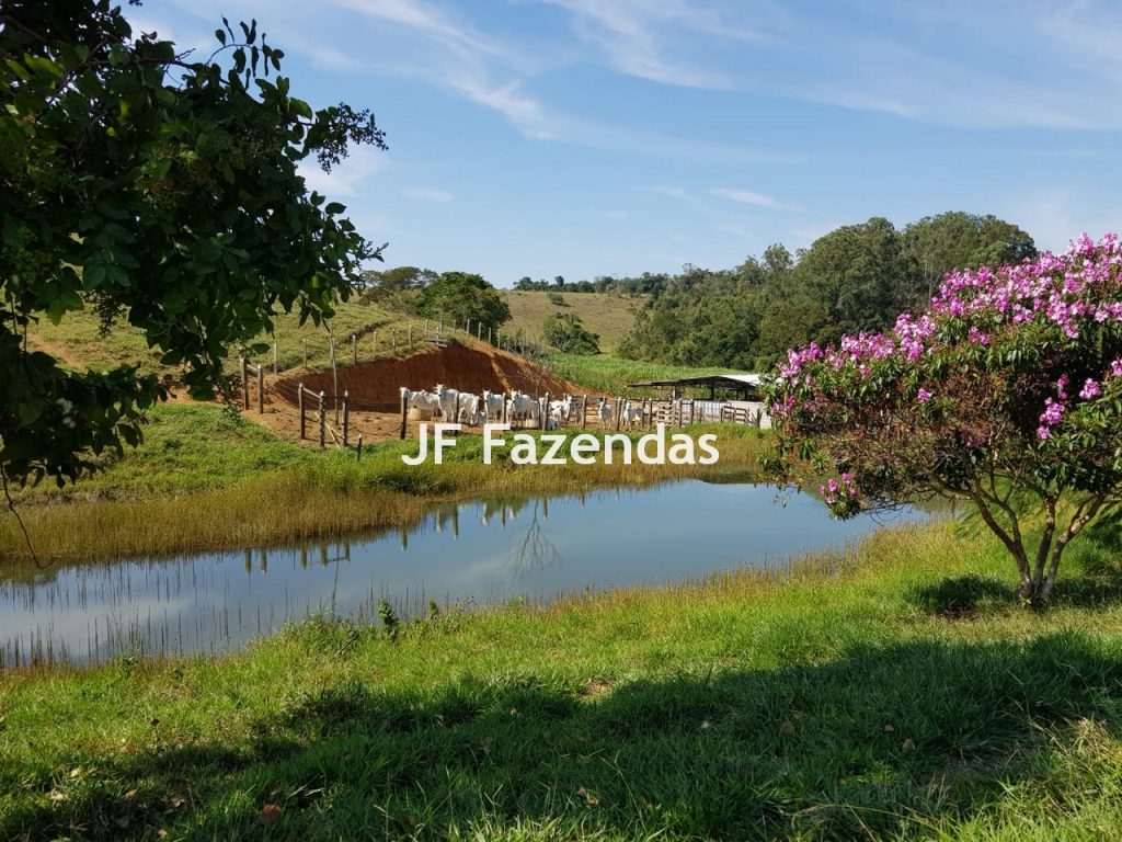 Sítio em Rio Novo – MG 31 hectares Sítio em Rio Novo – MG 31 hectares