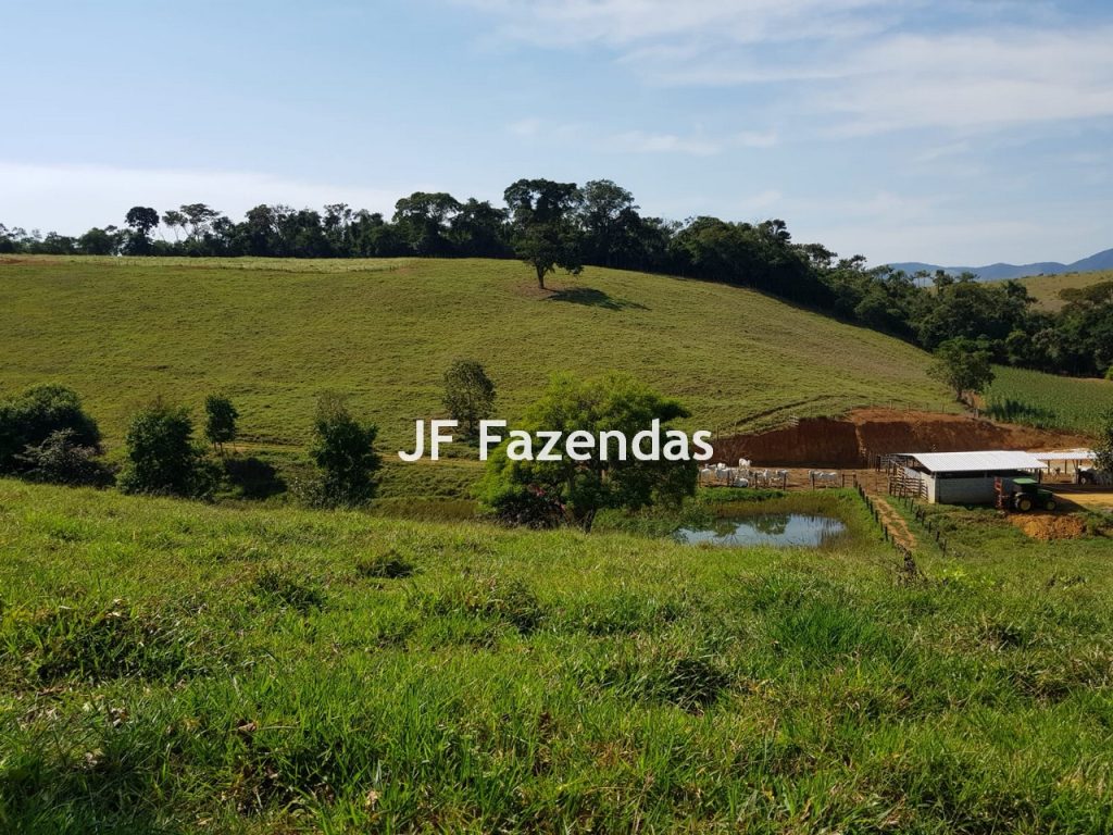 Sítio em Rio Novo – MG 31 hectares Sítio em Rio Novo – MG 31 hectares