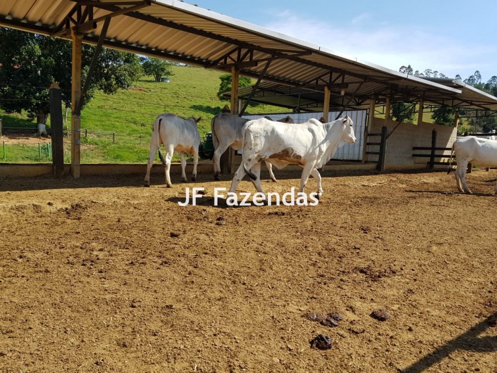 Sítio em Rio Novo – MG 31 hectares Sítio em Rio Novo – MG 31 hectares