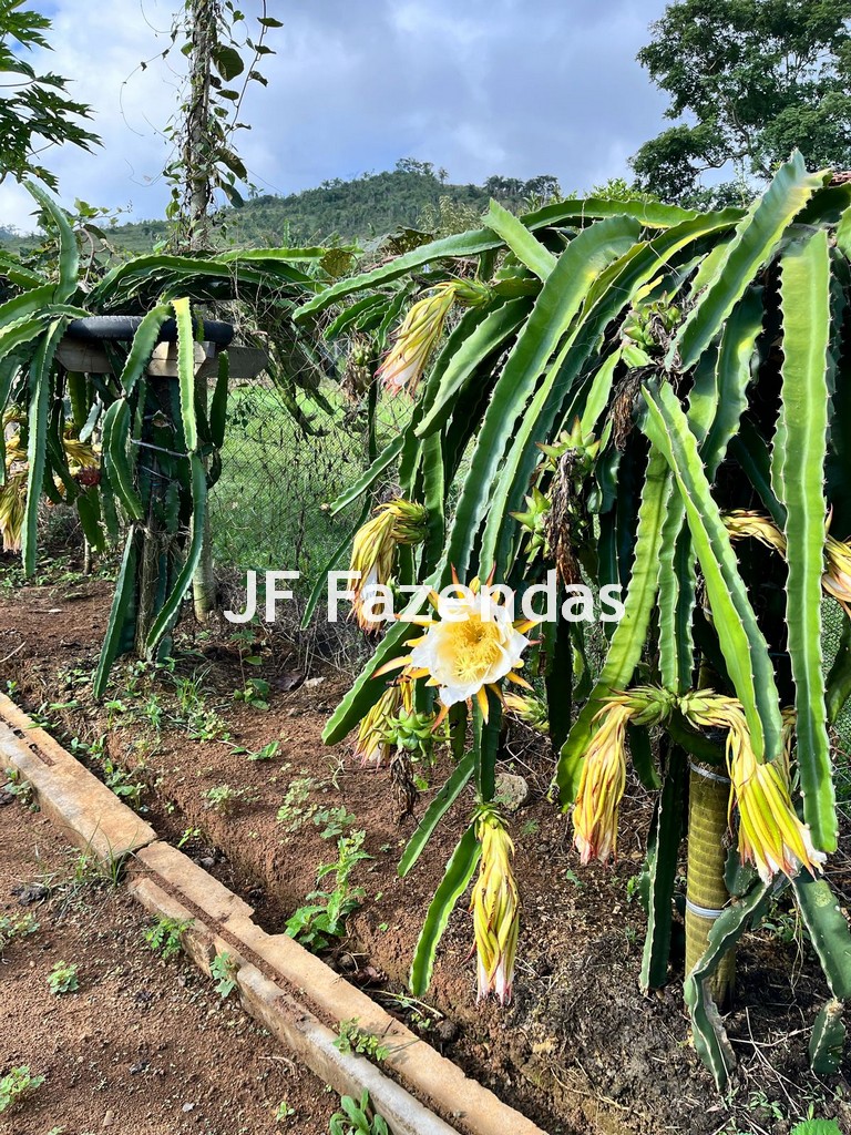 Sítio em Simão Pereira – MG 21 hectares Sítio em Simão Pereira – MG 21 hectares
