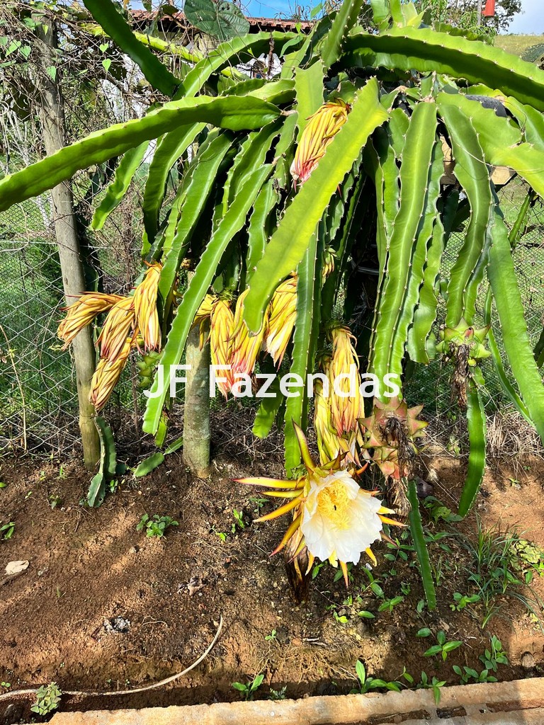 Sítio em Simão Pereira – MG 21 hectares Sítio em Simão Pereira – MG 21 hectares