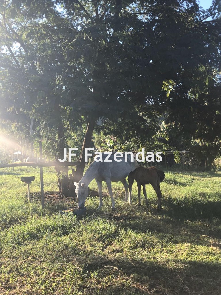 Sítio em Simão Pereira – MG 21 hectares Sítio em Simão Pereira – MG 21 hectares