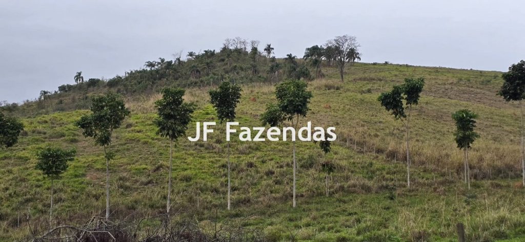 Sítio em Simão Pereira – MG 21 hectares Sítio em Simão Pereira – MG 21 hectares