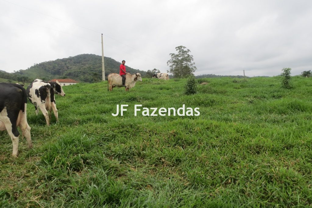 Sitio em Pedro Teixeira – MG – 69,71 hectares