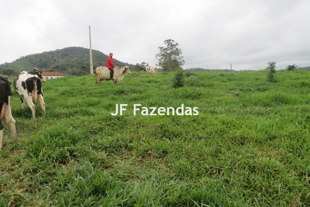 Sitio em Pedro Teixeira – MG – 69,71 hectares