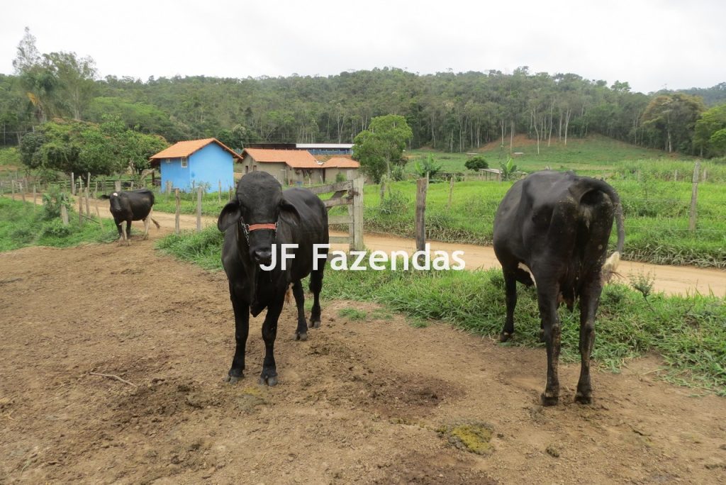 Sitio em Pedro Teixeira – MG – 69,71 hectares