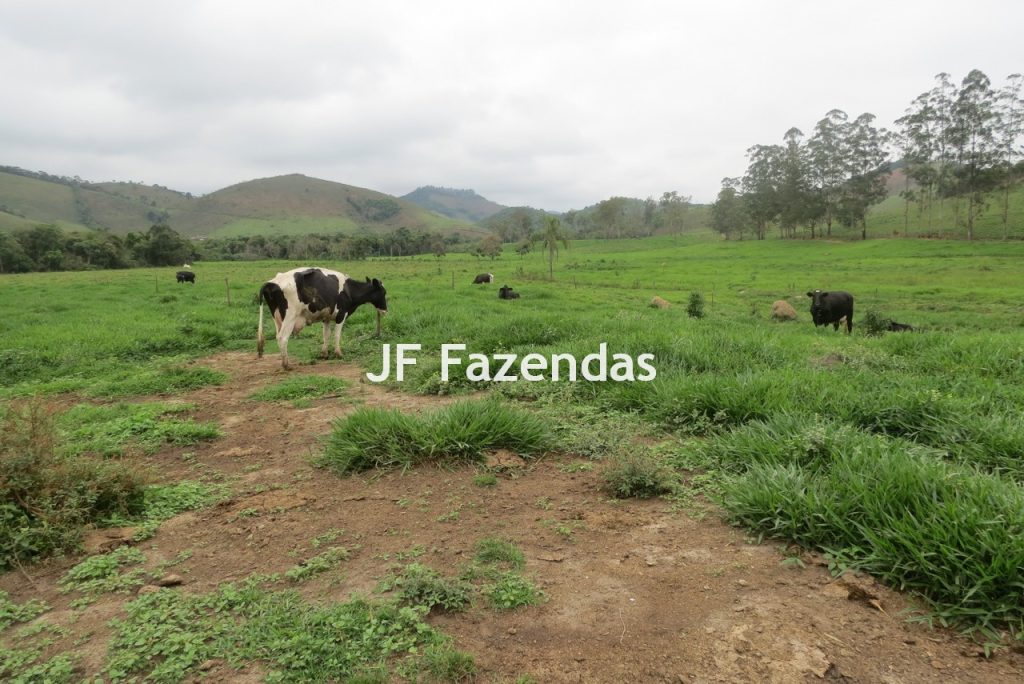 Sitio em Pedro Teixeira – MG – 69,71 hectares