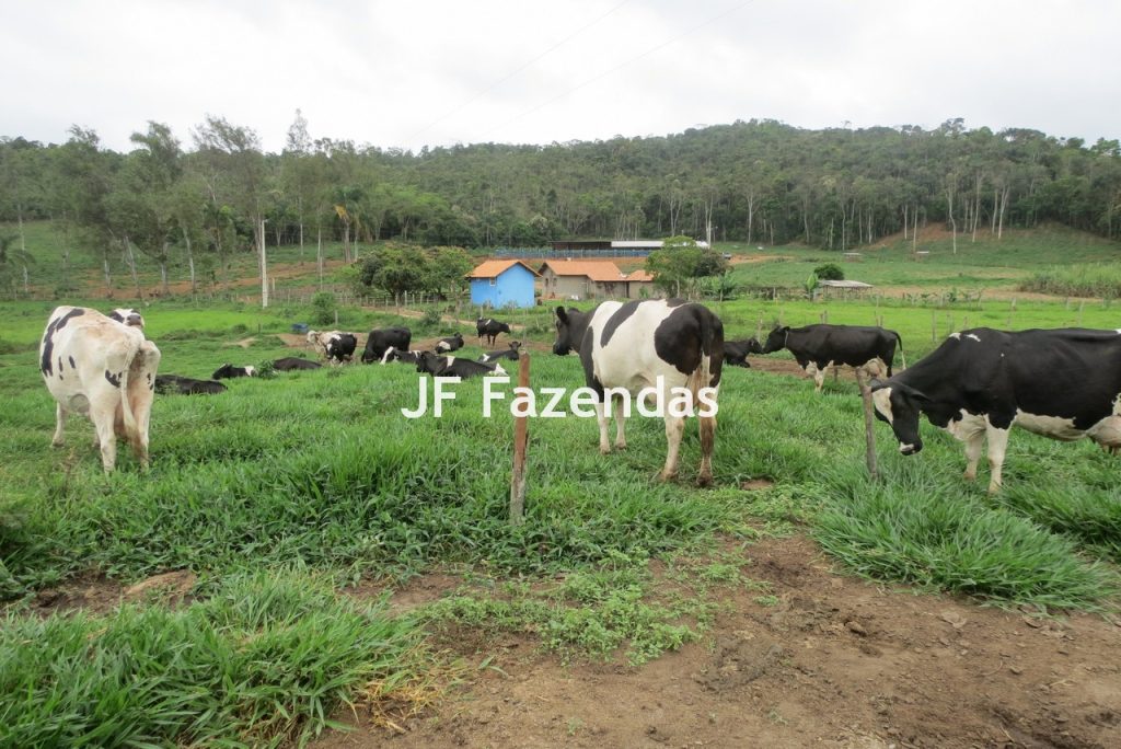 Sitio em Pedro Teixeira – MG – 69,71 hectares