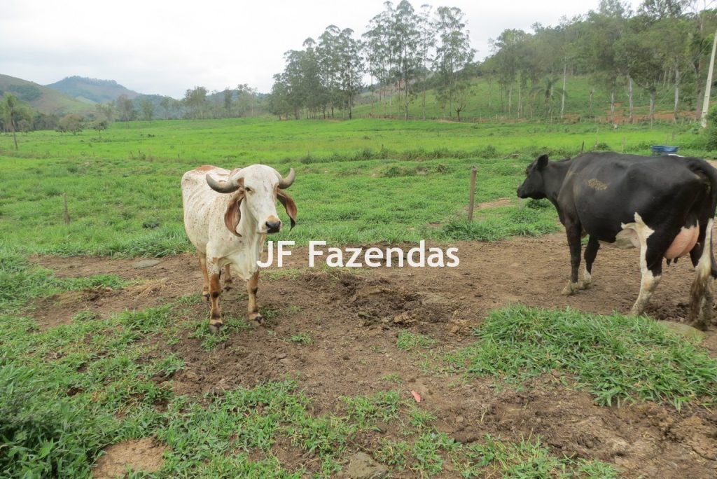 Sitio em Pedro Teixeira – MG – 69,71 hectares