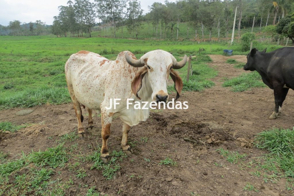 Sitio em Pedro Teixeira – MG – 69,71 hectares