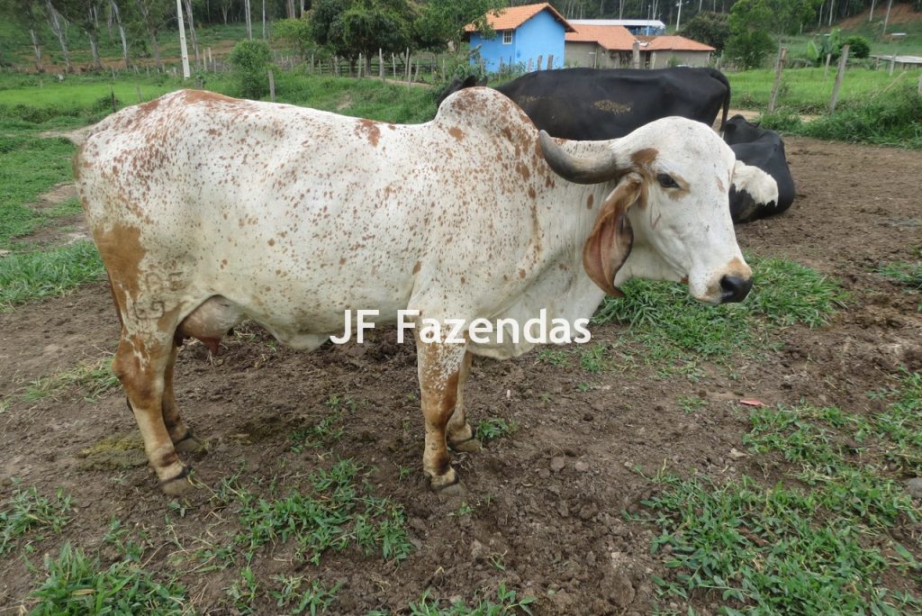 Sitio em Pedro Teixeira – MG – 69,71 hectares