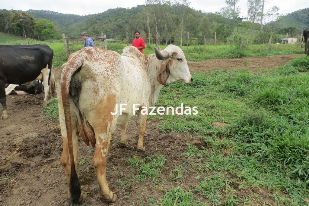 Sitio em Pedro Teixeira – MG – 69,71 hectares