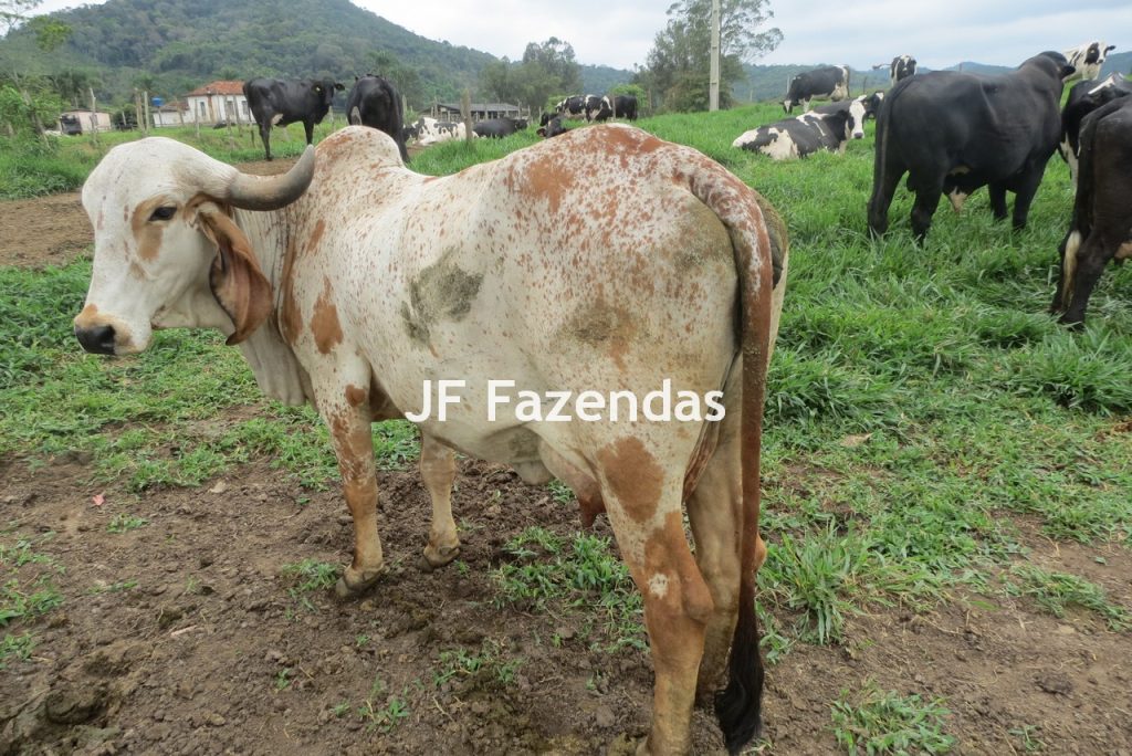 Sitio em Pedro Teixeira – MG – 69,71 hectares