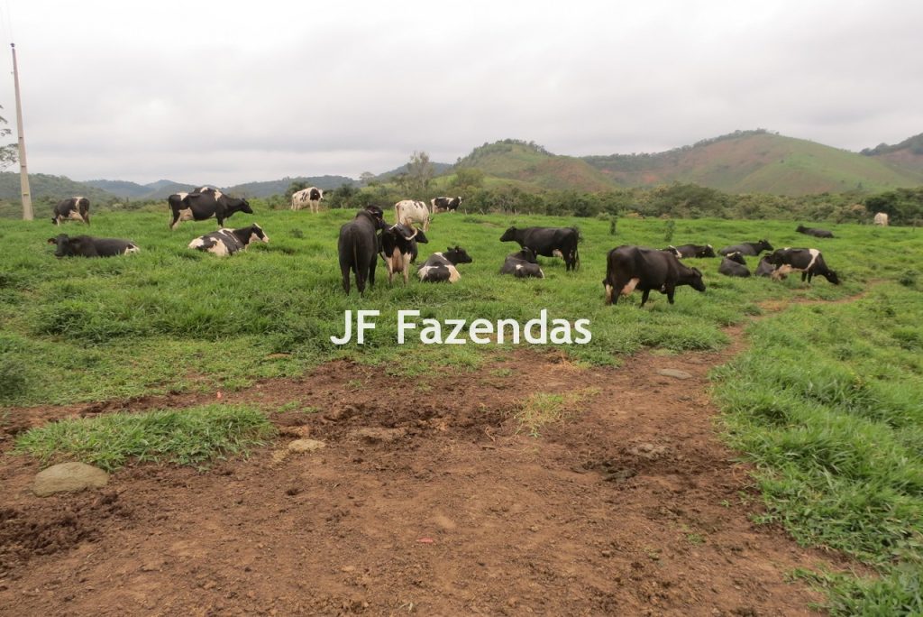 Sitio em Pedro Teixeira – MG – 69,71 hectares