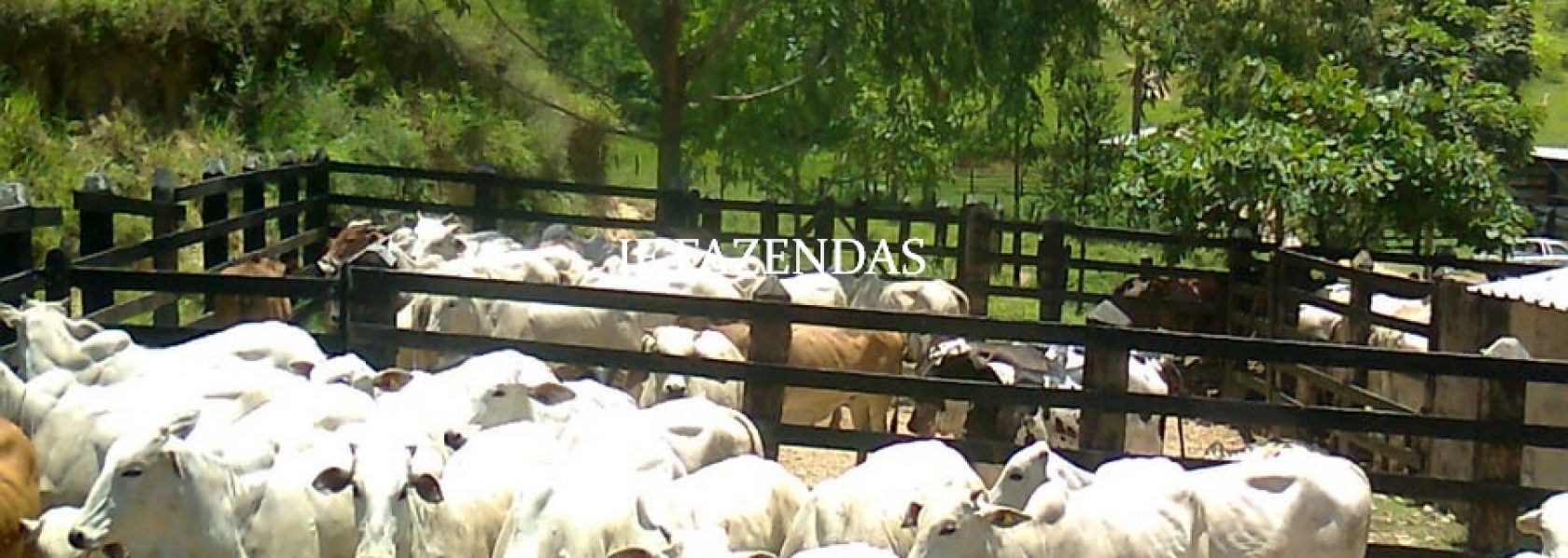 Fazenda em Juiz de Fora-MG – 94 hectares Fazenda em Juiz de Fora-MG – 94 hectares
