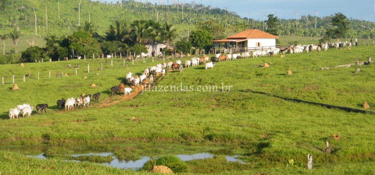 JF Fazendas – Temos as melhores propriedades rurais a venda nos Estados ...