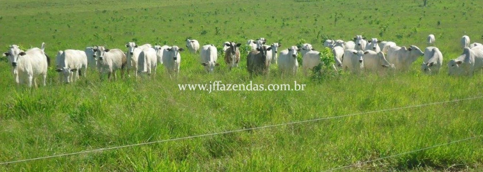 Fazenda em São Gabriel do Oeste – MS – 373 hectares Fazenda em São Gabriel do Oeste – MS – 373 hectares