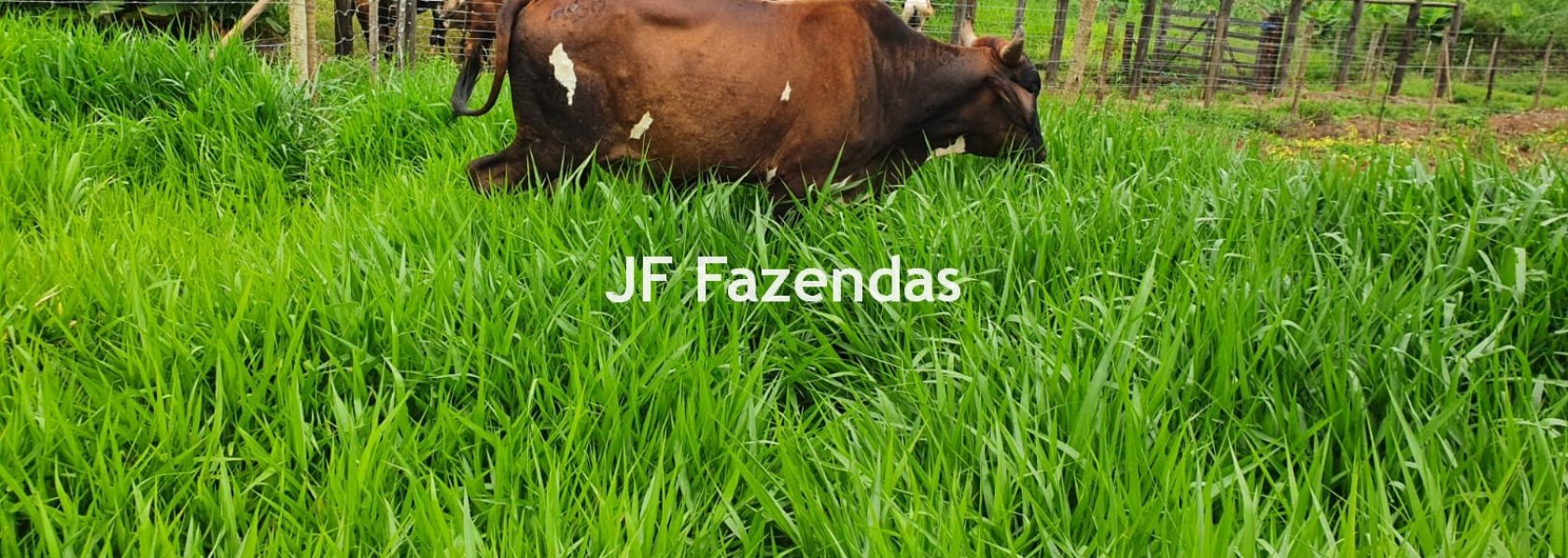 Sitio em Piau-MG – 30 hectares